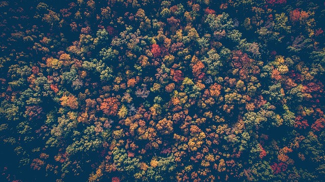Overhead view of a forest in the fall to show the abundance of trees in support of sustainability