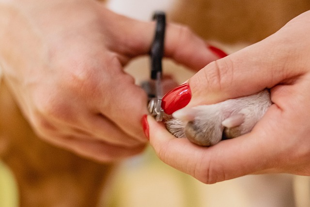 Close up of a woman clipping her dog