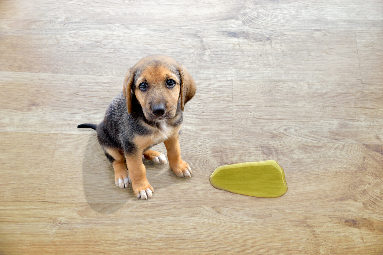 Puppy sitting on a wood floor with pee next to him