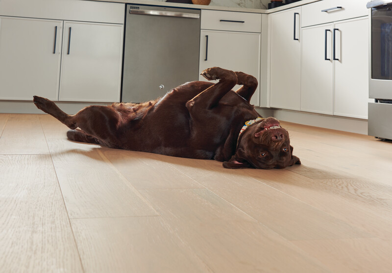 Dog lying on its back in a kitchen with ArmorWood densified engineered hardwood
