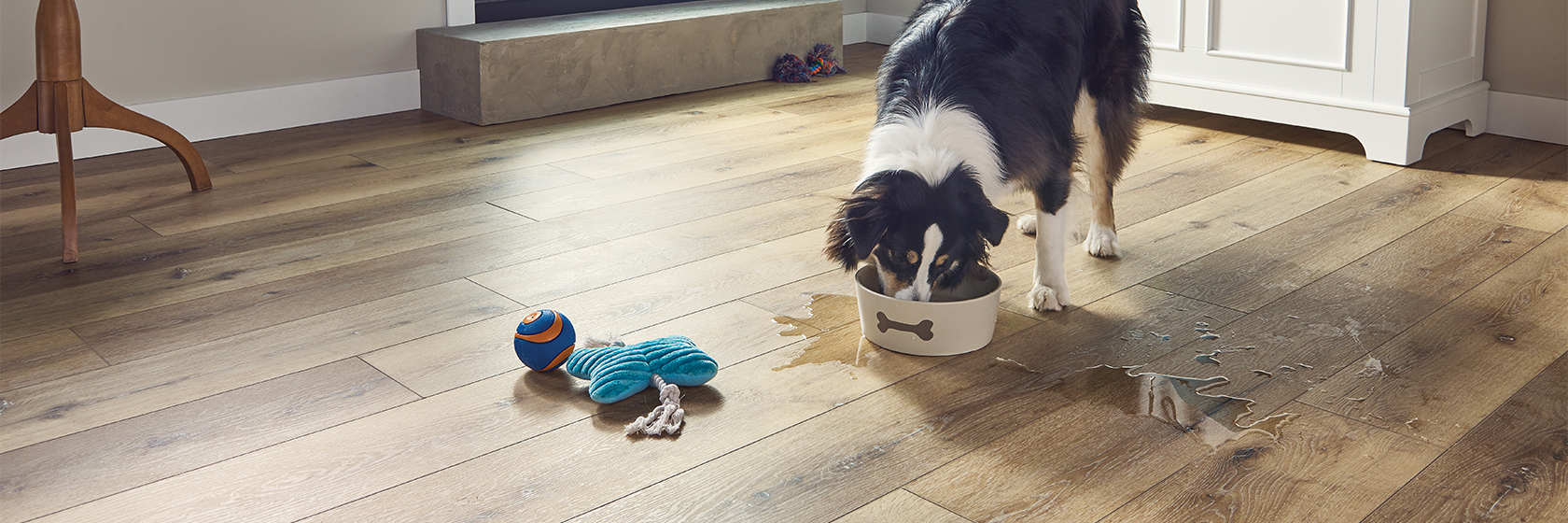 Robbins Pro-Tekt Flooring Hero Image Dog Drinking Water